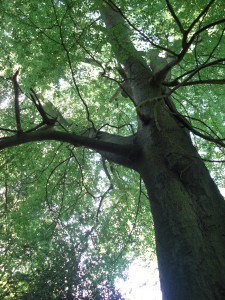 生命力と癒しのエネルギーに満ちた木