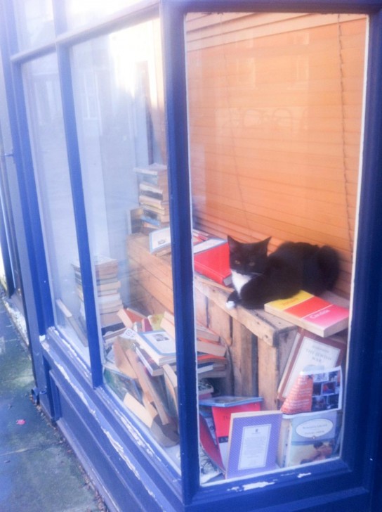 こちらもDeptfordにて。かつて古書店として営業していたのか、ウィンドーに古本がドサッと雑多に置かれていて、ここを通るたびにその中でこの子を含む猫数匹がよく探検したりくつろいだりしていた。先日通ったら骨董品店として営業していてウィンドーは模様替えされており、猫たちの姿は見えませんでした。