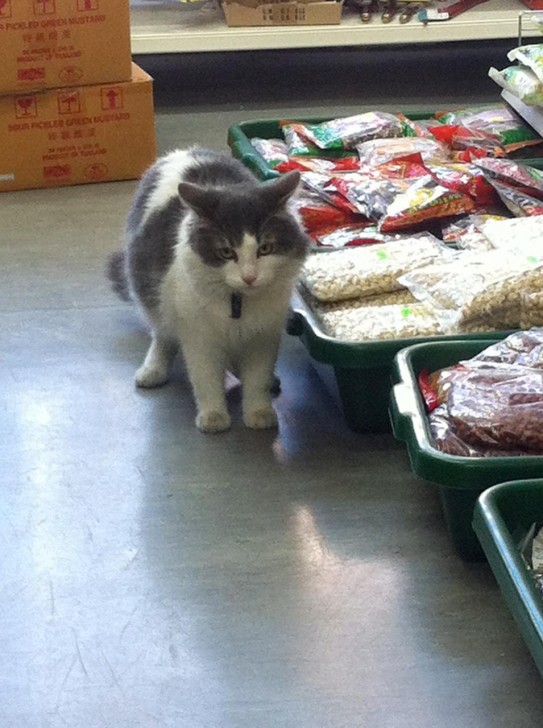 Deptfordの中国食材店にて、ふと気づくと店内をウロウロしていた猫。大きくてふわふわ、グレー×白の毛皮がやわらかい印象で触りたくなるけど、近寄るとふいっと歩いて行ってしまって触らせてはくれませんでした。