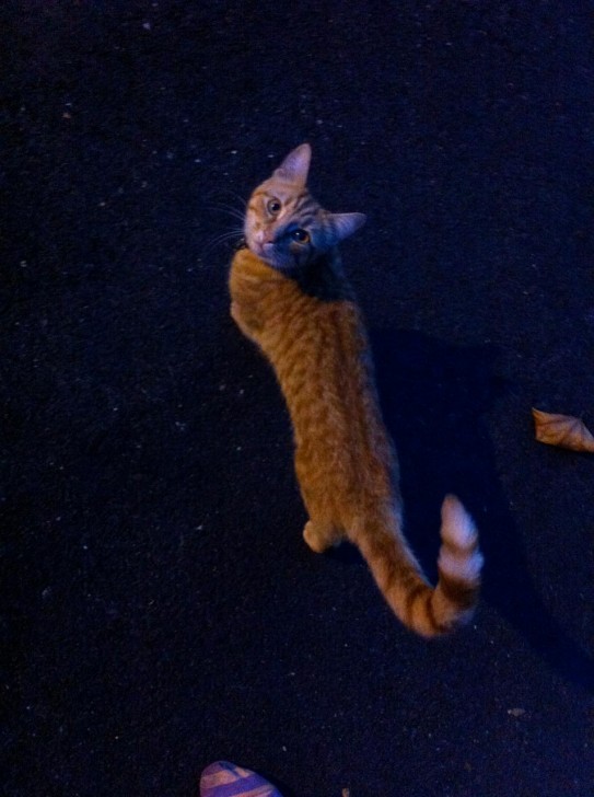 少し前の写真ですが、夏の夜に近所の公園まで散歩に出た時に出会った子猫。あどけない感じで人なつこく、離れがたかったですねー。
