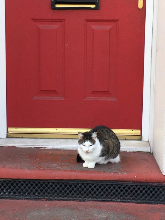 サウスイースト・ロンドンで散歩中に出会った猫。この赤い扉のおうちがおそらくご自宅かと思いますが、ドアの前でこのようにじーっと静かに目を細めて座り、日なたぼっこ中でした。まるでオカッパというか、髪型をマッシュに整えたかのような風貌がとても印象的なのでありました。