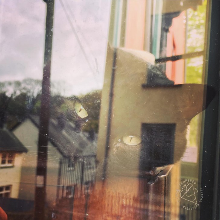 ウェールズはCarmarthenshireの風光明媚な町、Laugharne にて。街へ向かう通り沿いの住宅の窓越しに、ふと目が合ったこの黒猫を撮影したら、風景がガラスに写り込んで、どことなく童話的な雰囲気の写真になりました。
