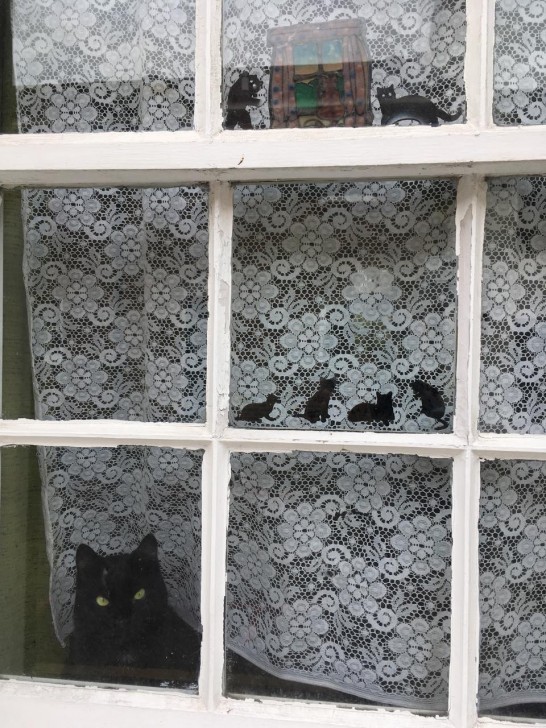 ブライトンの住宅街にて。窓枠にあしらわれた、かわいらしい飾りが目を引きますねー…と、そうです、一番下のは本物です。いつもこうやって、道ゆく人を楽しませているに違いない。それにしてもディスプレイの小さな猫にそっくりですね、お見事（笑）。