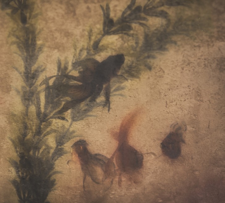 nemoroberts-fineart-london-goldfish